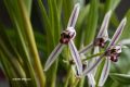 Cymbidium dayanum