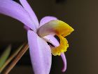 Laelia lucasiana