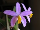 Laelia lucasiana