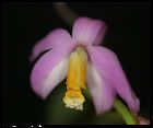 laelia lucasiana