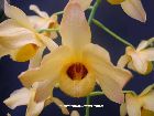 dendrobium moschatum