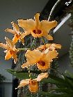 Dendrobium moschatum