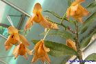 dendrobium moschatum