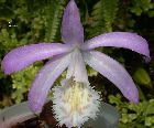 pleione formosana