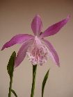 pleione formosana