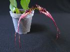 Bulbophyllum putidum 