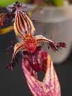 Bulbophyllum putidum 