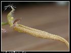 bulbophyllum putidum