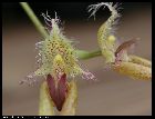 bulbophyllum putidum