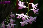 Aerides crassifolia