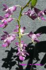 Aerides crassifolia