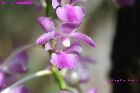 Aerides crassifolia