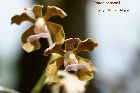 Vanda bensonii