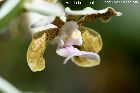 Vanda bensonii