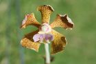 Vanda bensonii