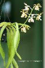 Vanda bensonii