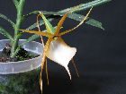 Angraecum viguieri