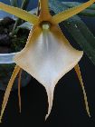 Angraecum viguieri