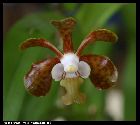 vanda brunnea