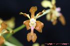 Vanda liouvillei