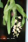 Aerides houlettiana