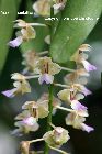 Aerides houlettiana