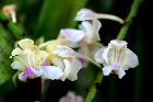 Aerides falcata et houlettiana compare