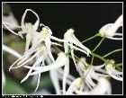 dendrobium linguiforme