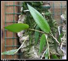 dendrobium pugioniforme