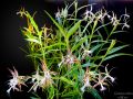 Epidendrum criniferum  