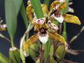 Maxillaria picta 