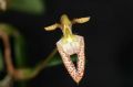 Bulbophyllum lasiochilum