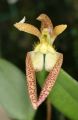 Bulbophyllum lasiochilum   