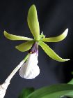 Epidendrum tripunktatum