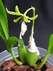 Epidendrum tripunktatum