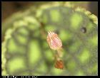 lepanthes calodictyon