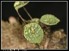 lepanthes calodictyon