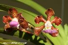 Vanda insignis