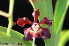 Vanda merrillii var rotorii