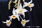 dendrobium wardianum