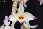 dendrobium wardianum