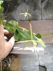 Epidendrum nocturnum