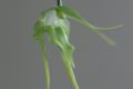 Aeranthes grandiflora  