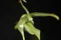 Aeranthes grandiflora  