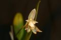 Bulbophyllum ambrosia  
