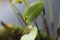 Pleurothallis niveoglobula  