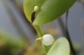 Pleurothallis niveoglobula  