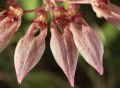 Bulbophyllum flabellum-veneris  