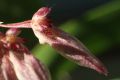 Bulbophyllum flabellum-veneris  