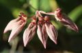 Bulbophyllum flabellum-veneris  